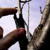 Šta se može nakalemiti na šljivu